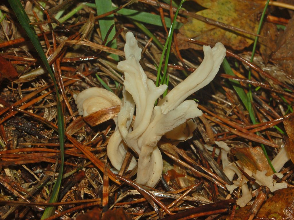 Dei bianchi funghi ramificati (cfr. Clavulina sp.)